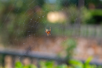 Orb Weaver Spider