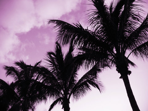 silhouetted palm trees in front of purplish pink clouds and sky 