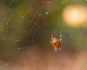 Orb Weaver Spider