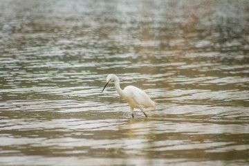 Garça na lagoa.
