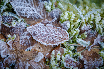 Frozen autumn leaves in the grass