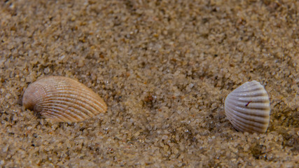 seashell