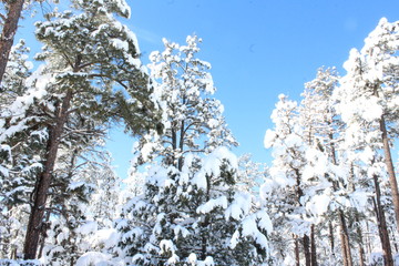 snow on pine trees