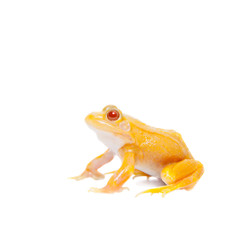 Albino Pool Frog on white, Pelophylax lessonae