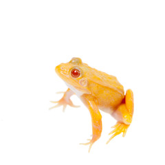 Albino Pool Frog on white, Pelophylax lessonae