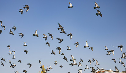 flock of birds flying in blue sky