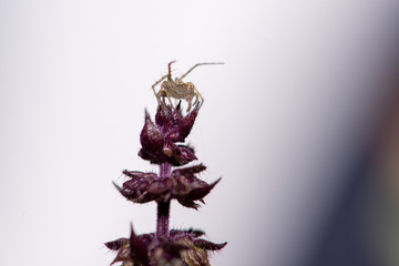 Sweet Basil blooms brightly, with spiders weaving from flower to flower and prey.