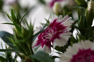 Details of the delicate and small flowers of Dianthus barbatus (Carnation of the poet, Minutisa, Clavelina) with a soft light