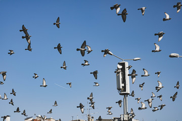 flock of birds
