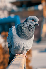pigeon sitting on branch