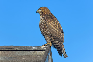 Red-tailed Hawk - A close-up side view of a red-tailed hawk perching on a ridge end of a residential house roof. Lakewood, Colorado, USA.