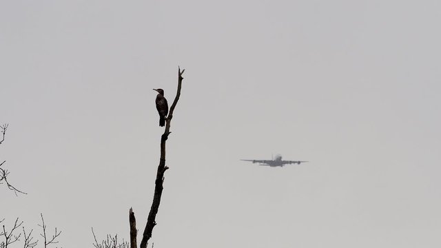 Cormorant silhouette on tree branch.  Airplane flying past in background.