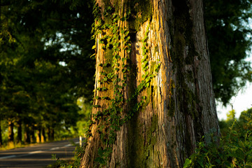 Obraz premium 高原のメタセコイア並木