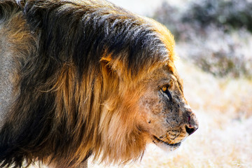 Lions portrait © Anna