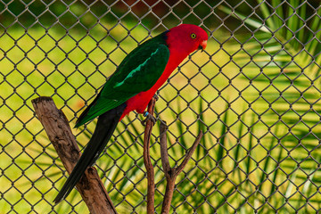 The Papuan king parrot (Alisterus chloropterus), also known as the green-winged king parrot, is a...