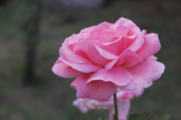 pink rose