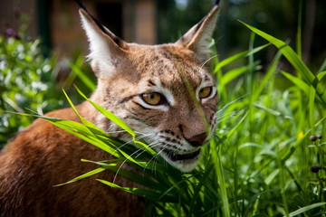 Adorable Eurasian Lynx, portrait at summer field