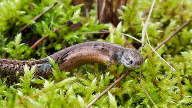 Dead Common lizard (Lacerta Zootoca vivipara) 