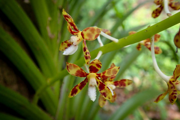 Naklejka na ściany i meble Dipodium sp., eine Orchideenart. Fotografiert im Kinabalu Park, Sabah, Borneo