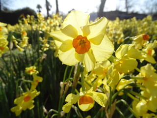 CAMPO DE  HERMOSOS NARCISOS AMARILLOS 