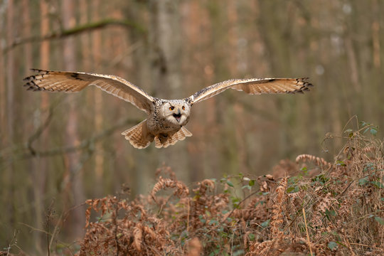 Siberian Eagle Owl Flying And Shouting. Front Look.