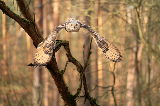 Siberian eagle owl from front flying in the forest
