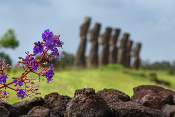 Ahu Akivi  in Rapa Nui (or Easter Island) in the Valparaíso Region of Chile.
