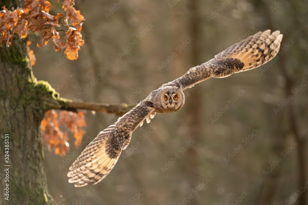 Poster Flying long-eared owl from close up with copy space in photo
