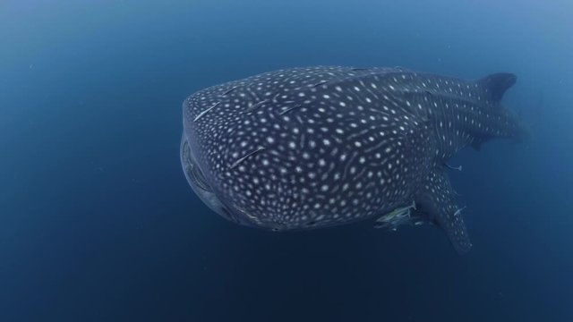 Whale shark (Rhincodon typus) swimming lateral and top view. Kaimana (Indonesia)