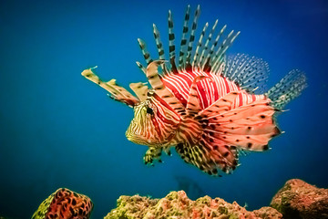 A predatory Pterois volitans swims in search of food in blue water.
