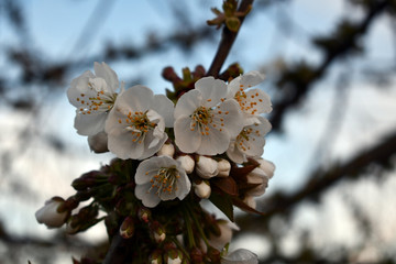 Fruit tree flowers opening to be coordinated