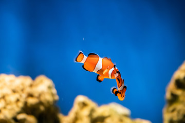 Fototapeta na wymiar Orange clown fish Amphiprion swims in the blue water.