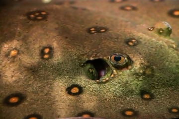Eye of a huge stingray Potamotrygon motoro close up.