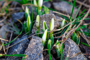 White snowdrops grow among the stones. Hello spring. The first flowers