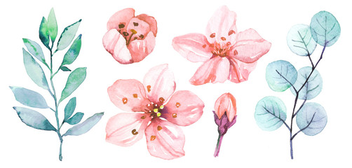 Watercolor hand painted sakura cherry blossom flowers illustration set isolated on white background