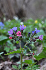 Lungwort (Pulmonaria) blooms in the wild spring forest