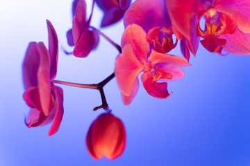 close up soft focus orchid flower in neon light, copy space, trend 2020 color Aqua menthe, classic blue Lush lava