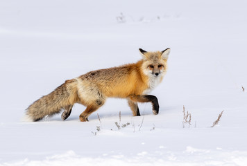 Obraz premium Red Fox (Vulpes vulpes) Yellowstone National Park, USA