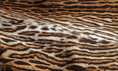 tiger fur background texture