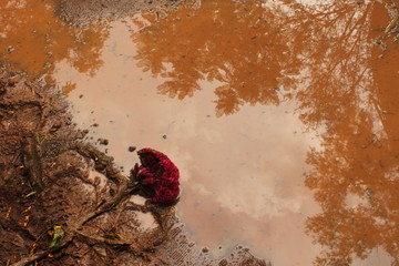 garofano fiore in una pozzanghera