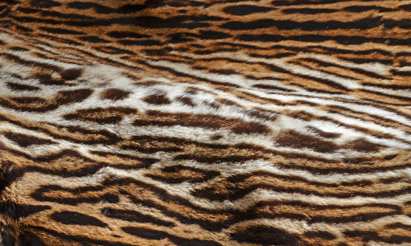 Tiger Fur Background Texture