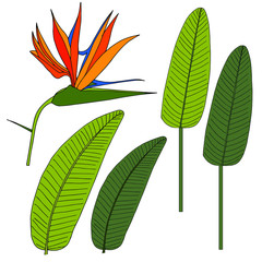 Fototapeta na wymiar Strelitzia orange flower, green leaves plant set. Art design element hand drawn ink colorful sketch stock vector illustration for web, for print