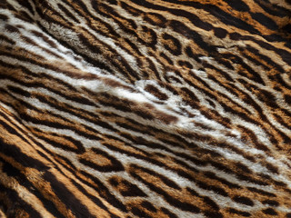 leopard fur background texture