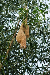 The sparrow weavers build apartment-house nests, in which 100 to 300 pairs have separate flask-shaped chambers entered by tubes at the bottom.      