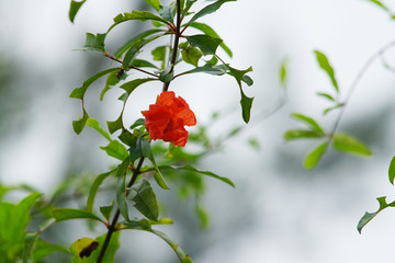 Red blooming hibiscus. The genus is quite large, comprising several hundred species that are native to warm temperate, subtropical and tropical regions throughout the world.