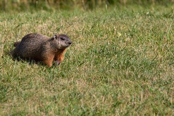 Naklejka na ściany i meble Wild Groundhog Woodchuck Marmota Monax Marmot Squirrel