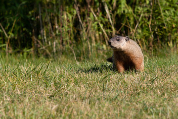 Naklejka na ściany i meble Wild Groundhog Squirrel Woodchuck Marmota Monax Marmot