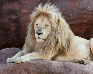 African Lion Panthera Leo Africa Big Cat
