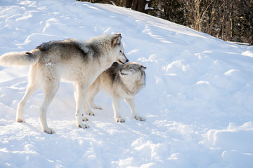 Two common grey wolves standing in the snow
