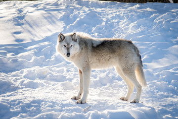 Beautiful common grey wolf standing with grace in the snow